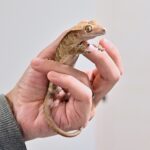 ヤモリの尻尾切れるのは縁起がいい?スピリチュアル的な意味