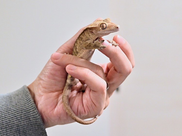 ヤモリの尻尾切れるのは縁起がいい?スピリチュアル的な意味